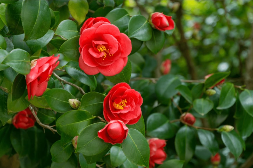 Marinodenisenko/shutterstock.com