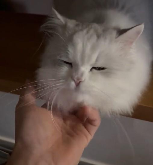 出所：@NEKOLAND13