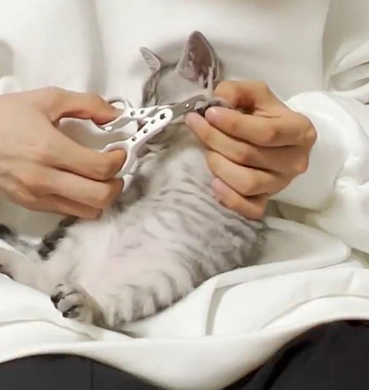 出所：@totomaru_hanmi