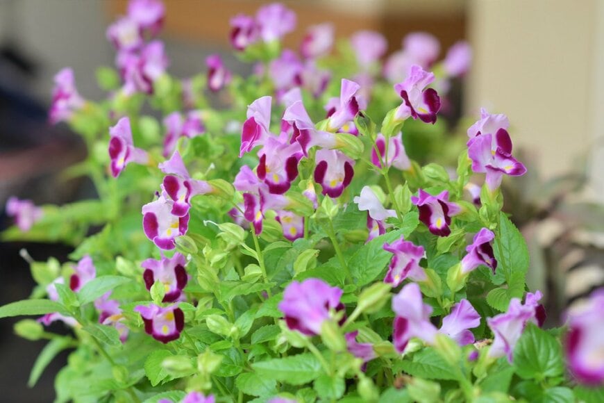 Nadia Muhammad/shutterstock.com