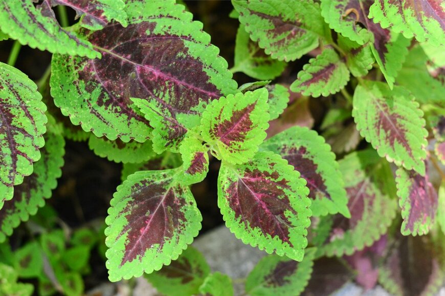 Kallayanee Naloka/istockphoto.com