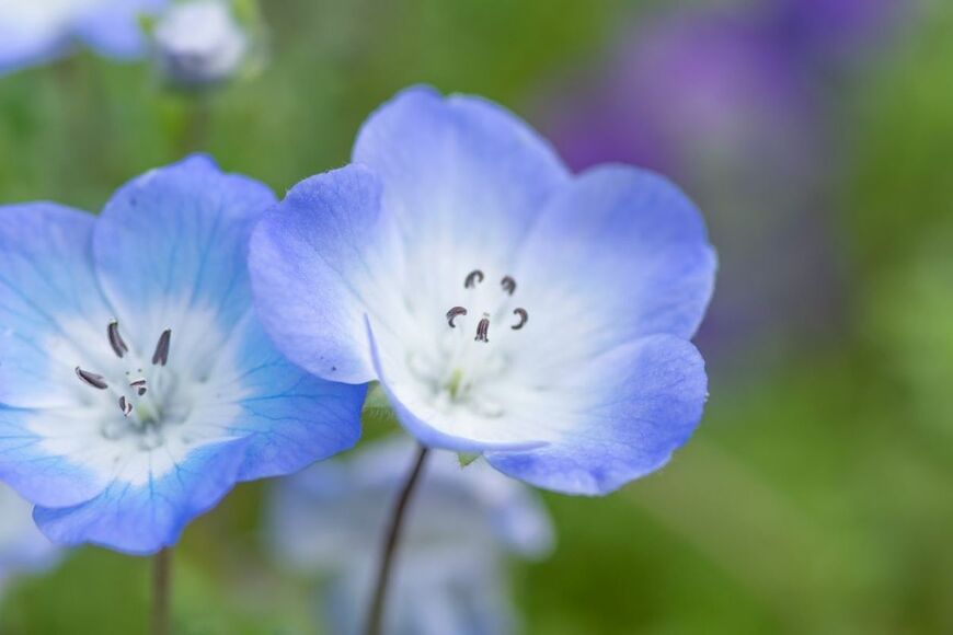 【春待ちの一年草ガーデニング】パステルカラーの花が届ける＜春の予感＞とびきりキュートな一年草8選