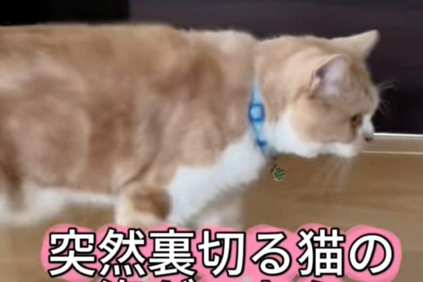 「さびしそうな顔してる」相方に裏切られた猫があまりにも切なすぎる　哀愁漂う姿に思わず同情