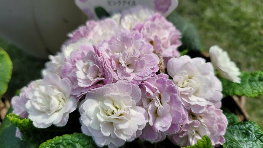 著者撮影（プリムラ・ベラリーナ（Hakusan））