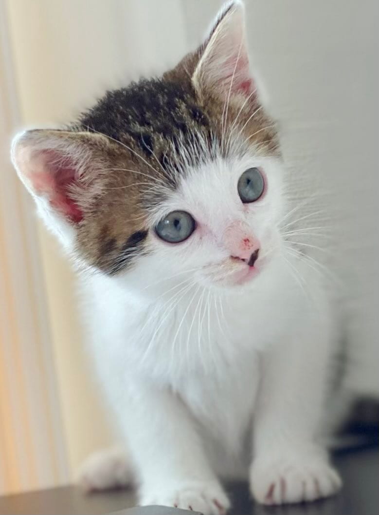 『パヤパヤ』ぱっつん前髪の子猫　5歳になると…驚きの成長姿に祝福の声が続出！