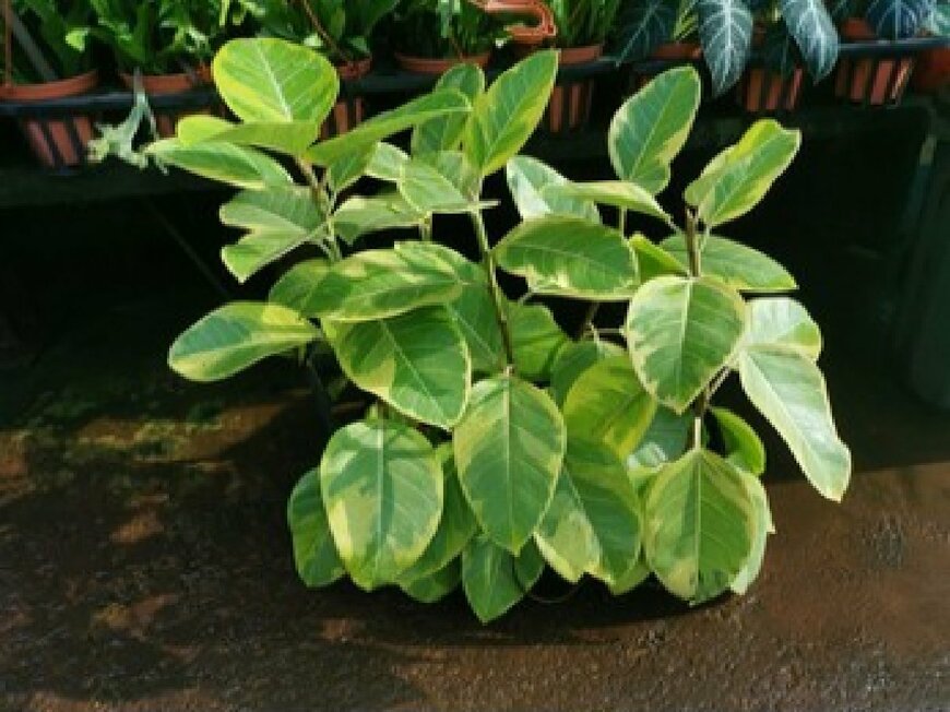                                                       Young Swee Ming/shutterstock.com