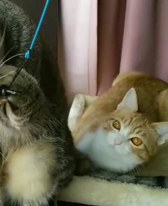 出所：@mero627puri914