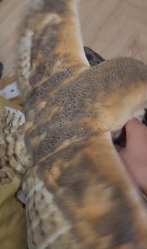 出所：@miki4wan108