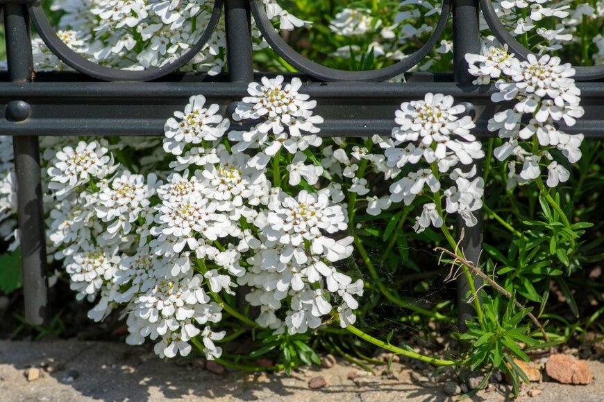 Iva Vagnerova/shutterstock.com