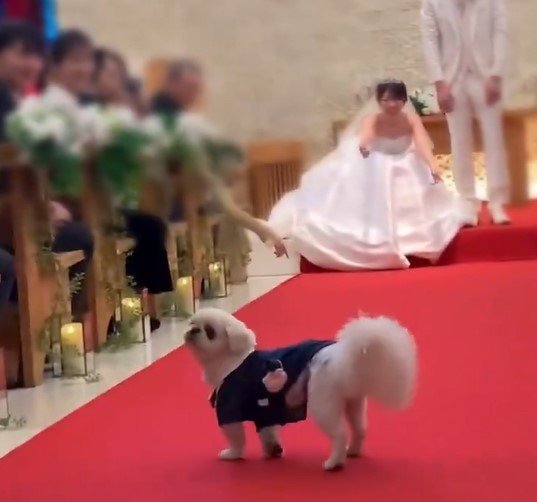 結婚式でリングドッグを務めた犬さん、まさかの「神対応」にX民ホッコリ