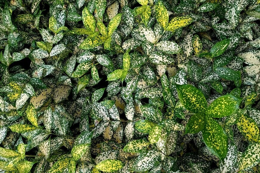 iTsMe.9iNe.YospoL99/shutterstock.com