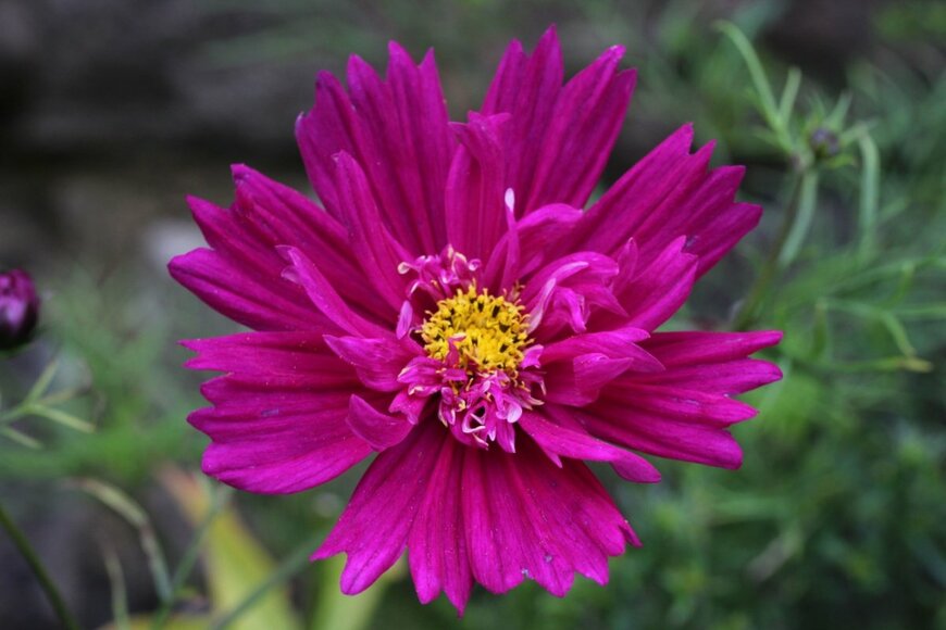 D.Heesbeen/shutterstock.com