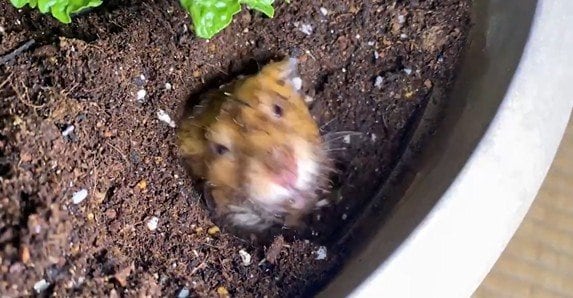 出所：@noringo_ringo