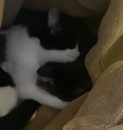 出所：@00shitemita