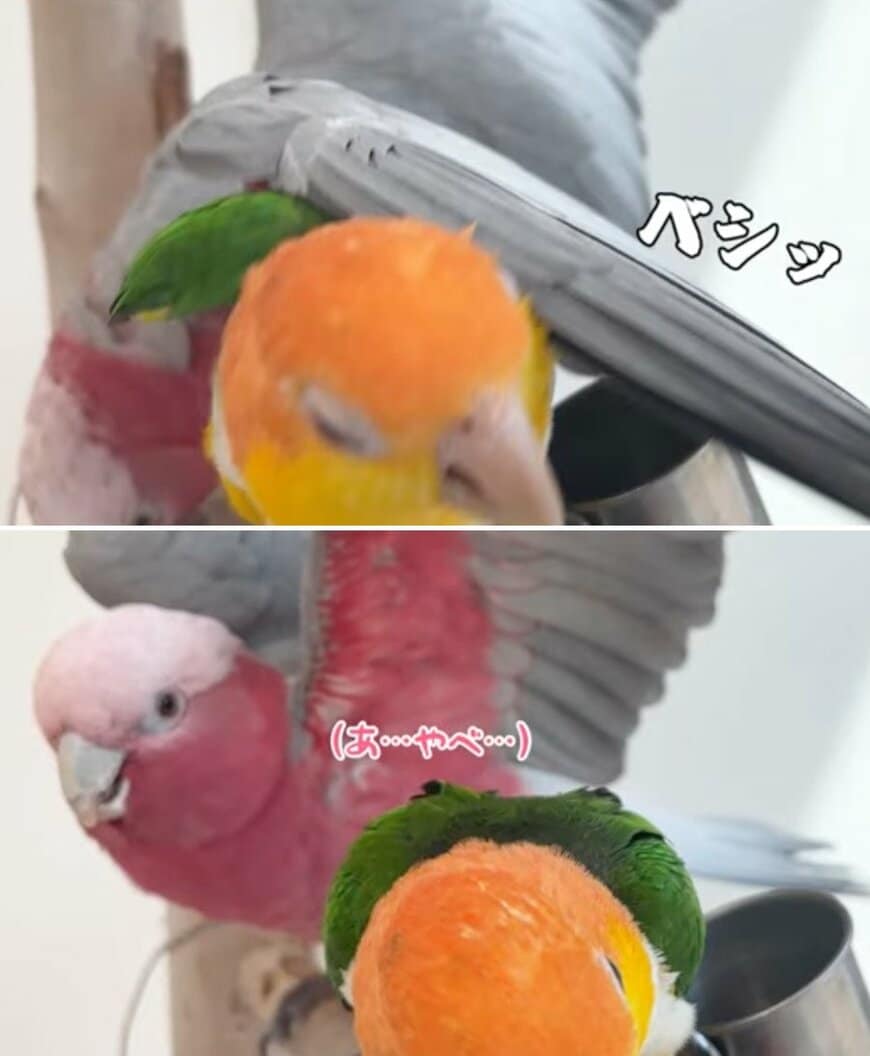 出所：@anz_omomiri