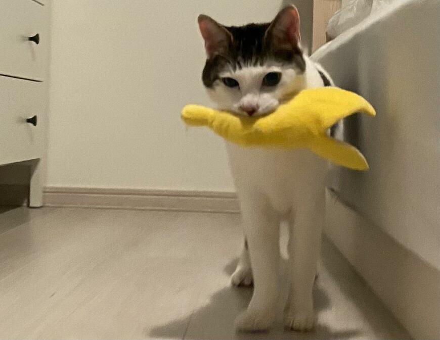 出所：@Saeroyi_cat