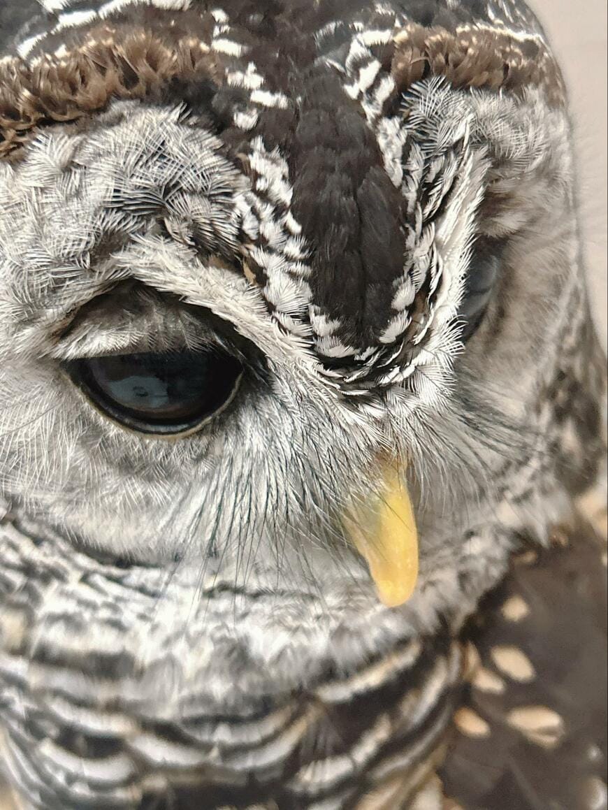 出所：@kanata_akas