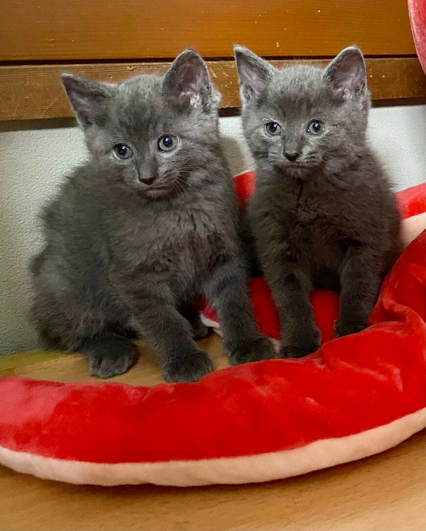 出所：@luna7taka9