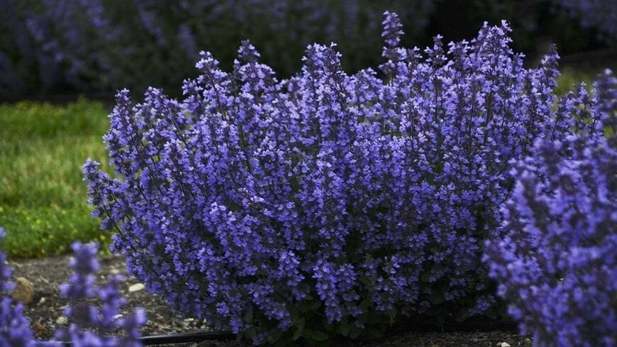 【植えっぱなしOK】半日陰の庭や玄関先に〈ふんわり香る多年草〉2選。ユニークな花姿と香り＆ローメンテナンスが魅力です