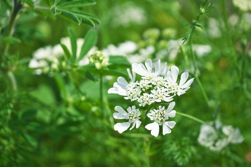 igaguri_1/istockphoto.com