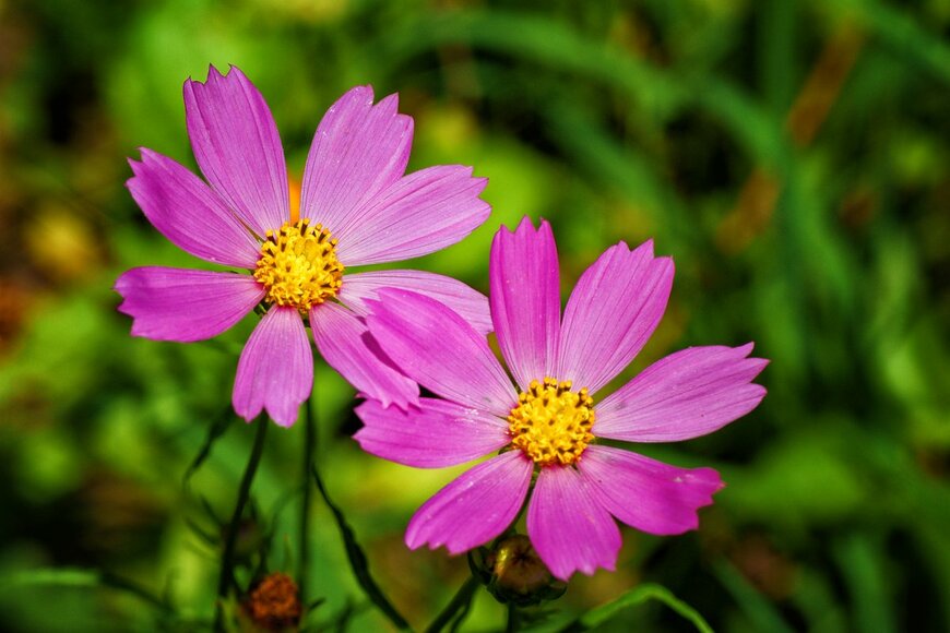 Costea Andrea M/shutterstock.com