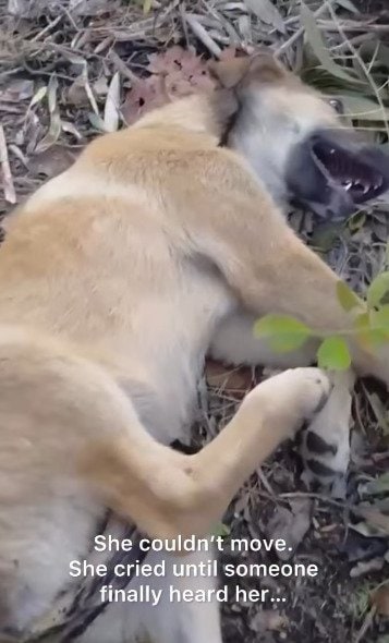 【保護犬】交通事故に遭い両足を骨折した子犬を救助！再び走る日を目指して治療する姿に回復を願う声