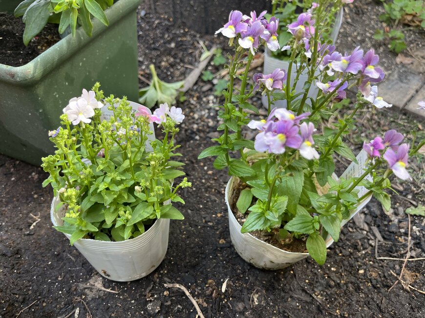 LIMOガーデニング部撮影