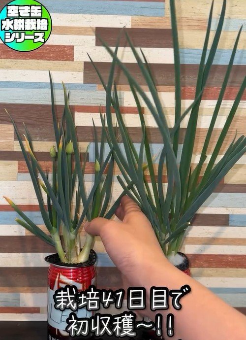 出所：mikanbo_ya19_87