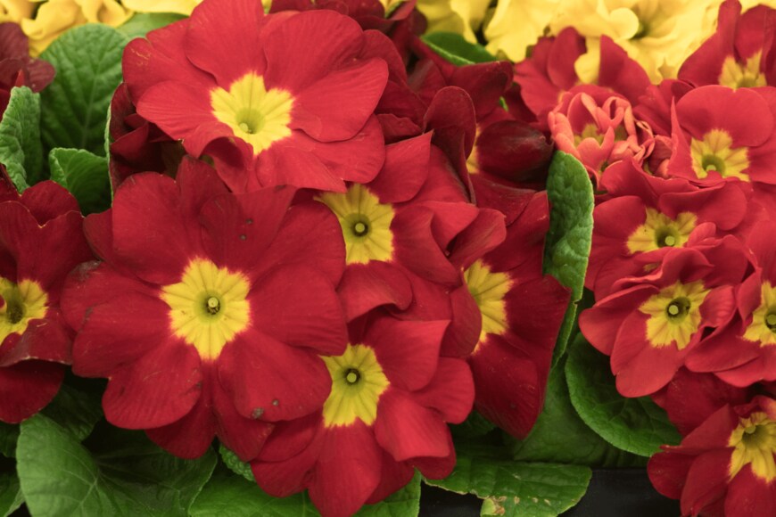 yoshi0511/shutterstock.com