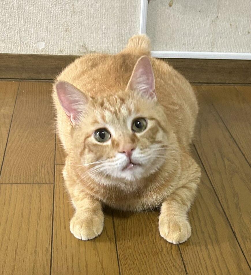 出所：@Beercat_Ana_Dar