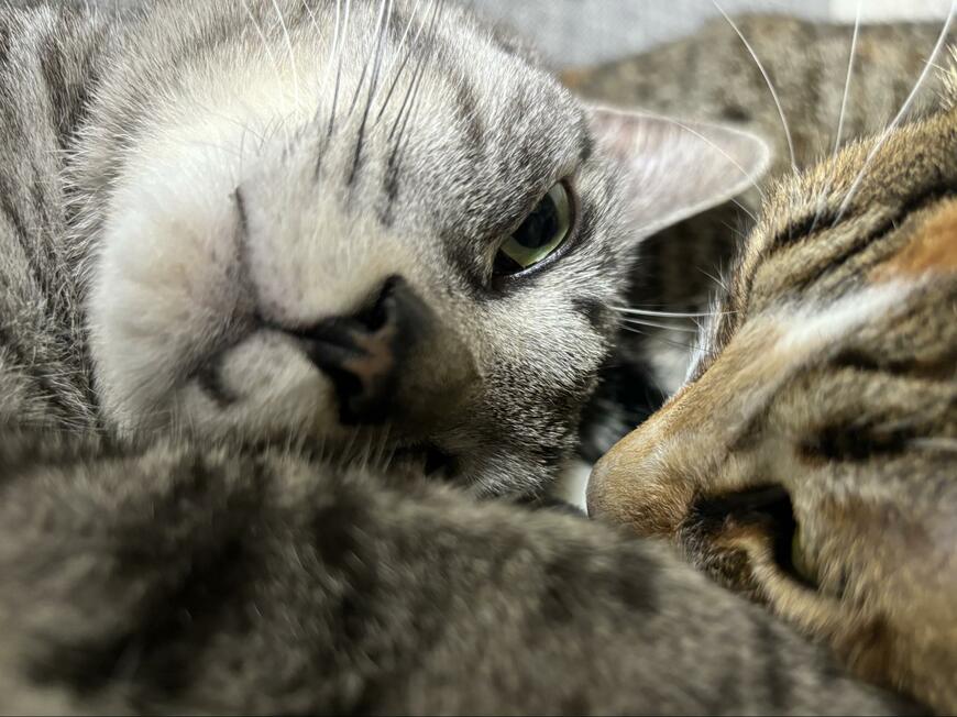 出所：@totomaru_hanmi