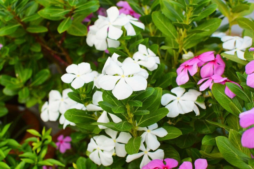 ニチニチソウが咲いている。花の色は白とピンク