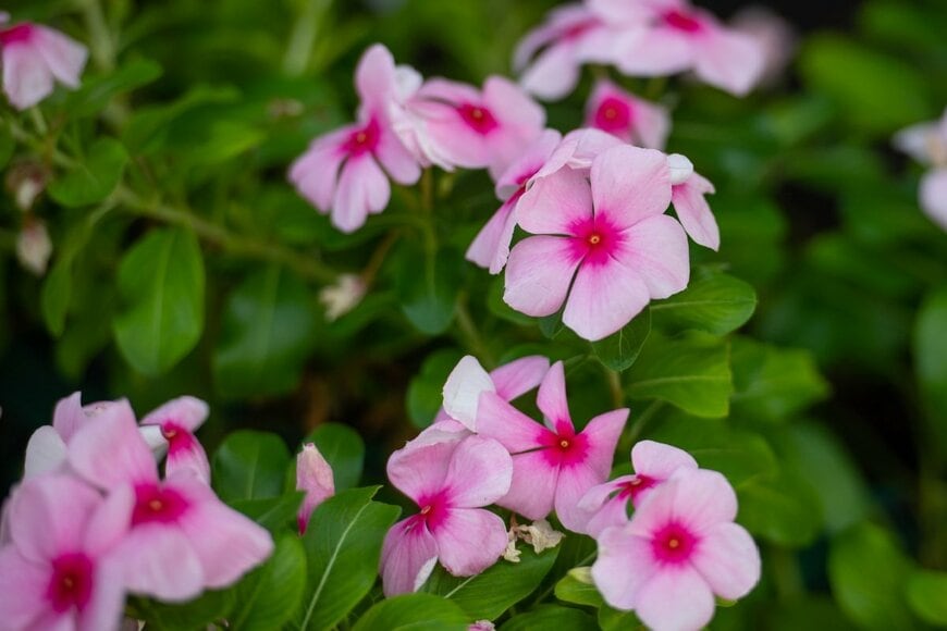 ピンクの花を咲かせている、ニチニチソウ