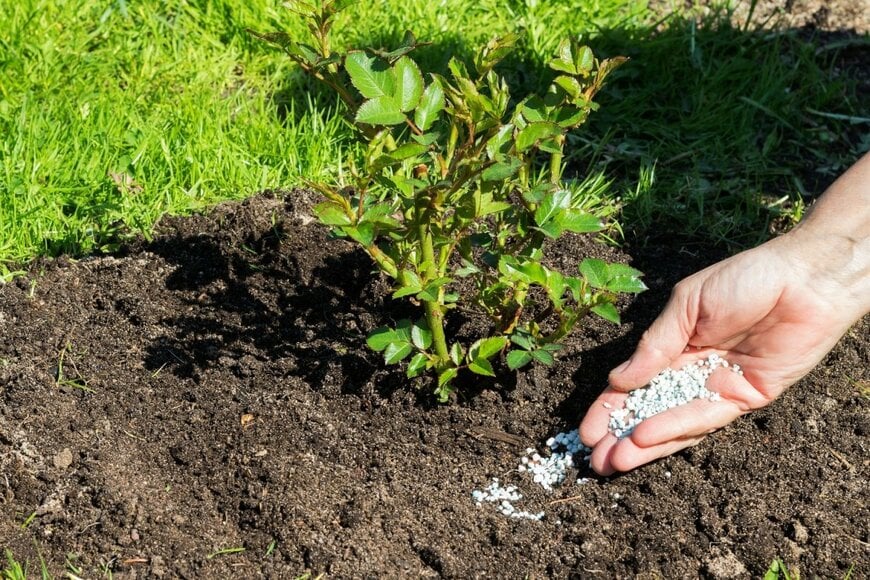 バラの根元に肥料を撒く様子