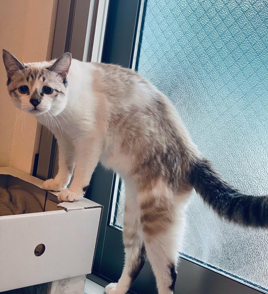 立ち上がるぴえん猫