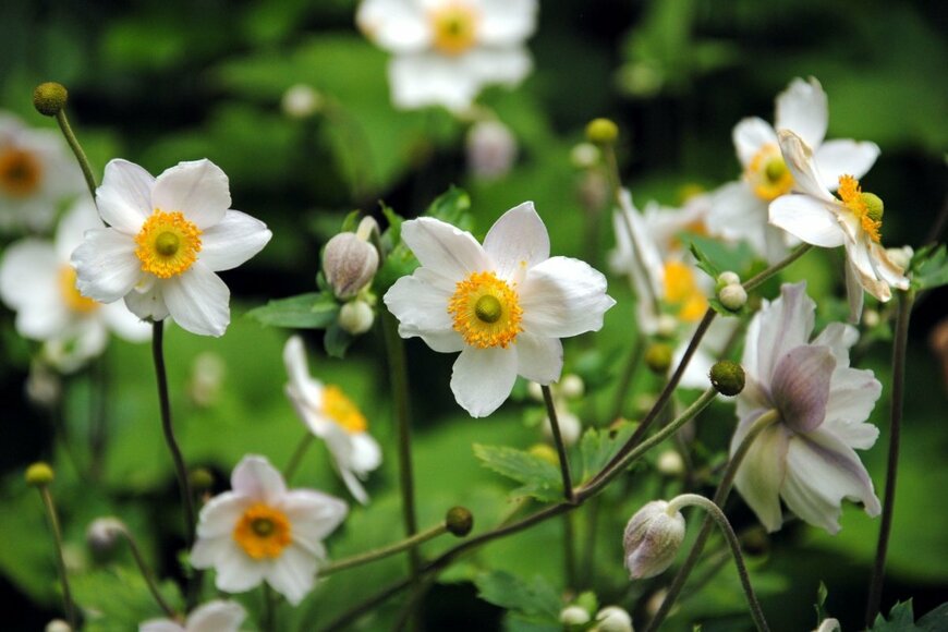 白色のシュウメイギクが咲いている様子