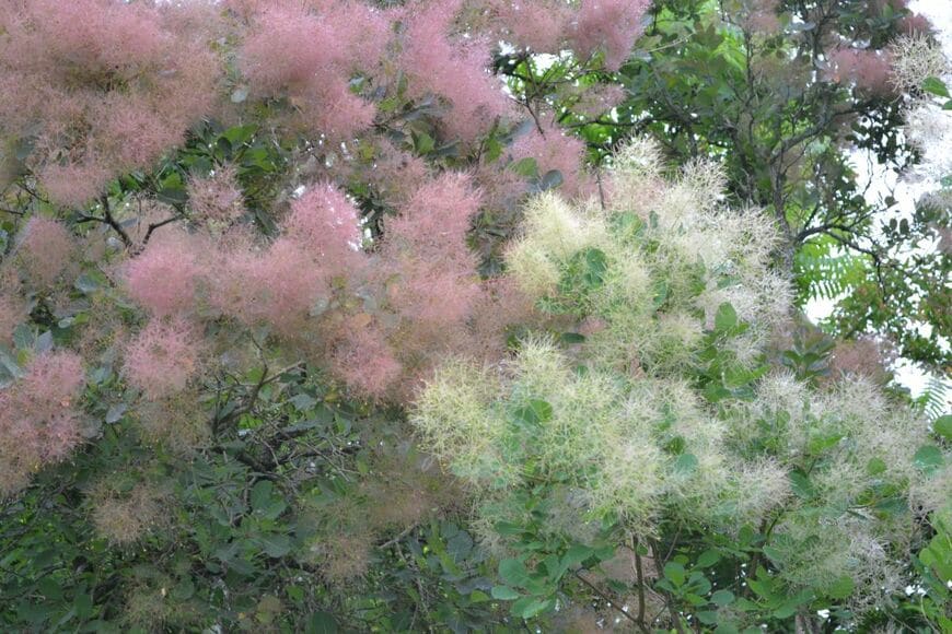 ピンクと白の花を咲かせているスモークツリー