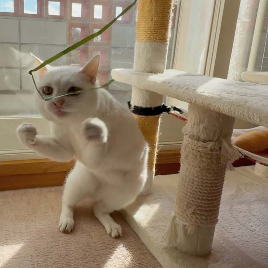 おもちゃを狙う猫