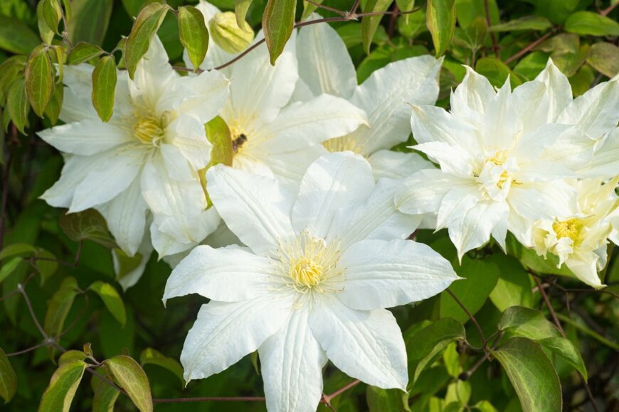 クレマチスの花。色は白。