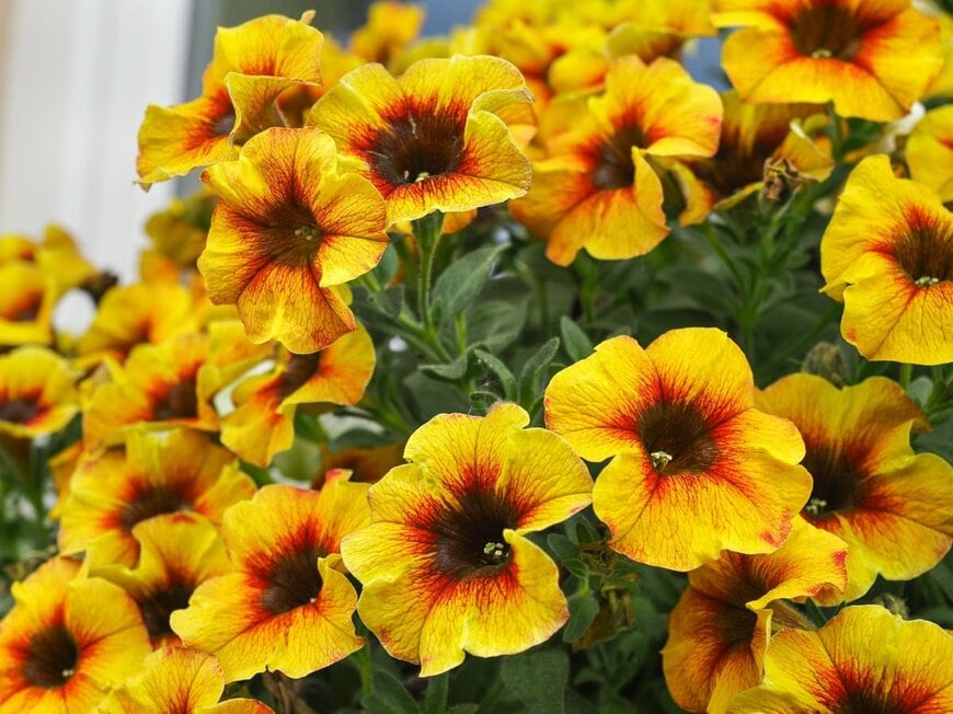 黄色い花を咲かせている、カリブラコア