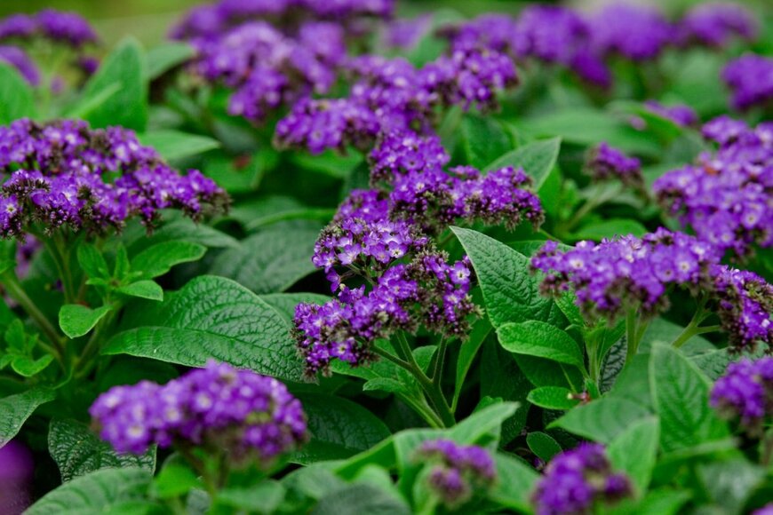 ヘリオトロープの紫の花