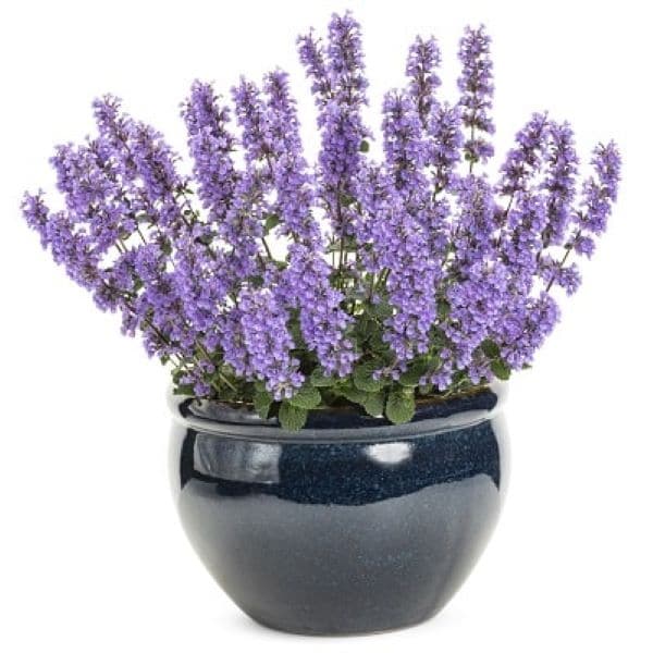 PROVEN WINNERS(R) ネペタ キャッツパジャマ