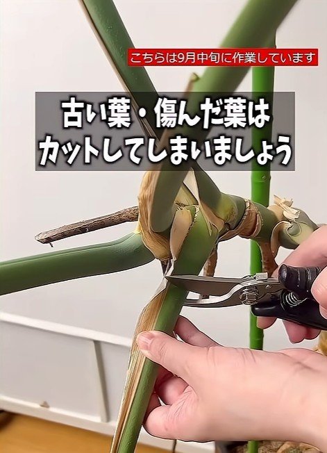 モンステラの葉をハサミで剪定