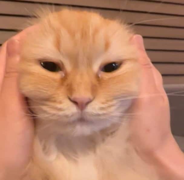 もちもちきな粉餅になった猫