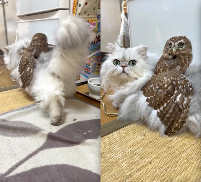 投稿動画のワンシーン
