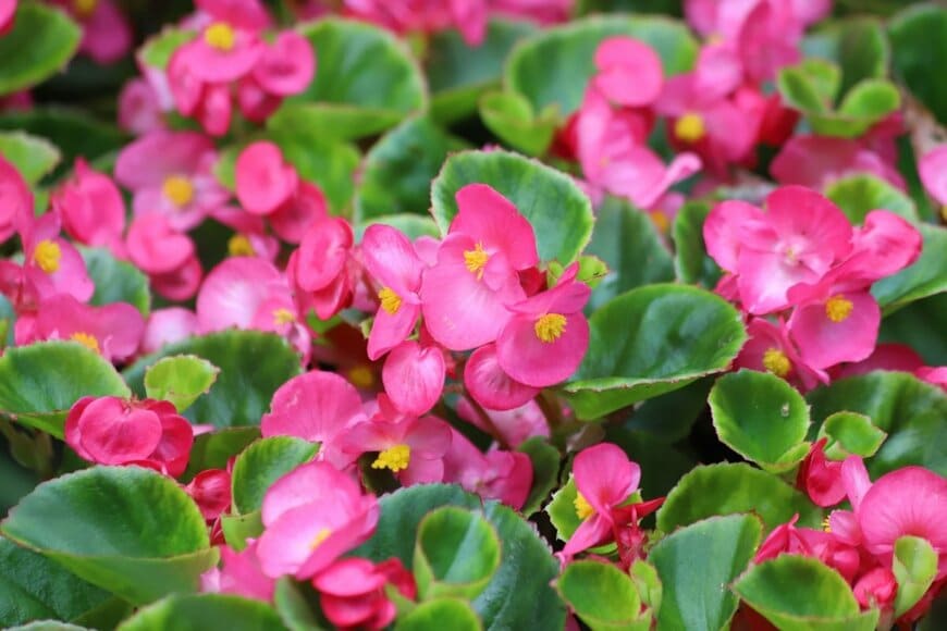 ピンク色のベゴニアの花