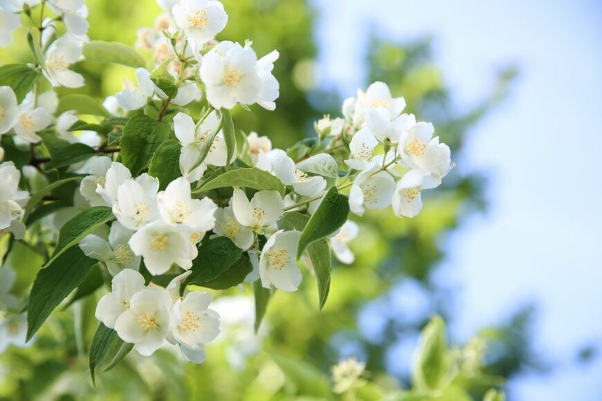 白い花を咲かせている、バイカウツギ