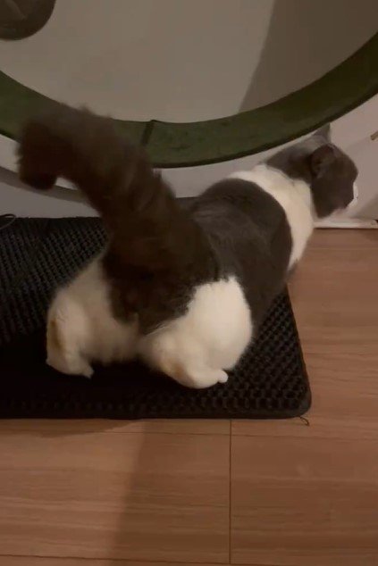 太い尻尾が印象的な猫