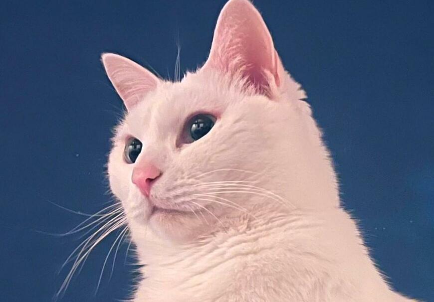 引き締まった表情の猫