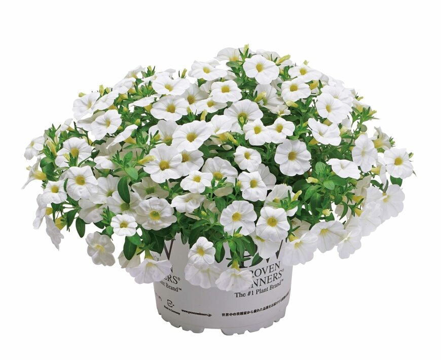 PROVEN WINNERS(R) スーパーベル(R)